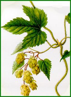 houblon.jpg