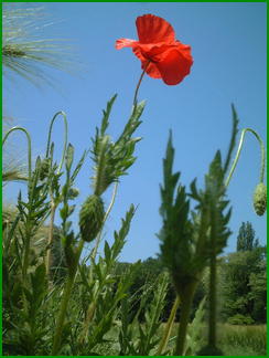 coquelicot.jpg