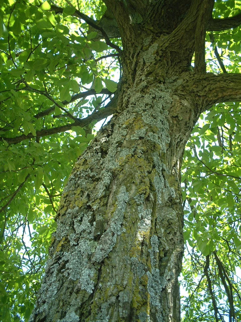 NOYER (Juglans regia)